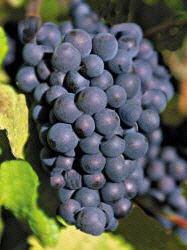 Weinrebe