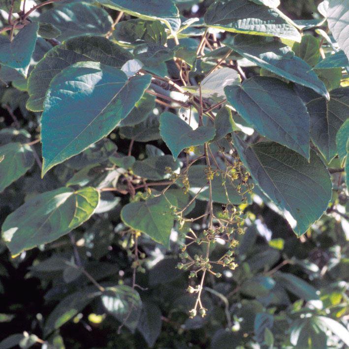 Idesia polycarpa