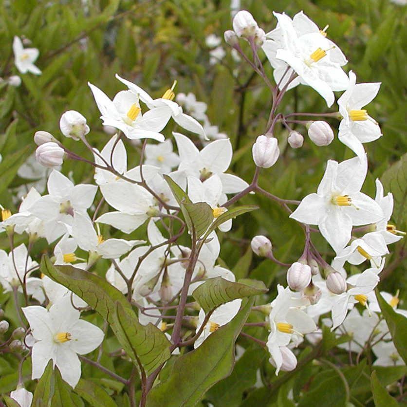 Sollya heterophylla