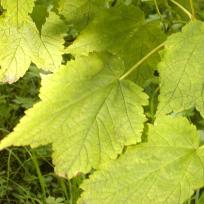 Acer spicatum