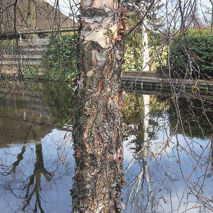 Betula nigra 