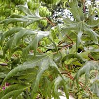 Acer platanoides 'Laciniatum'