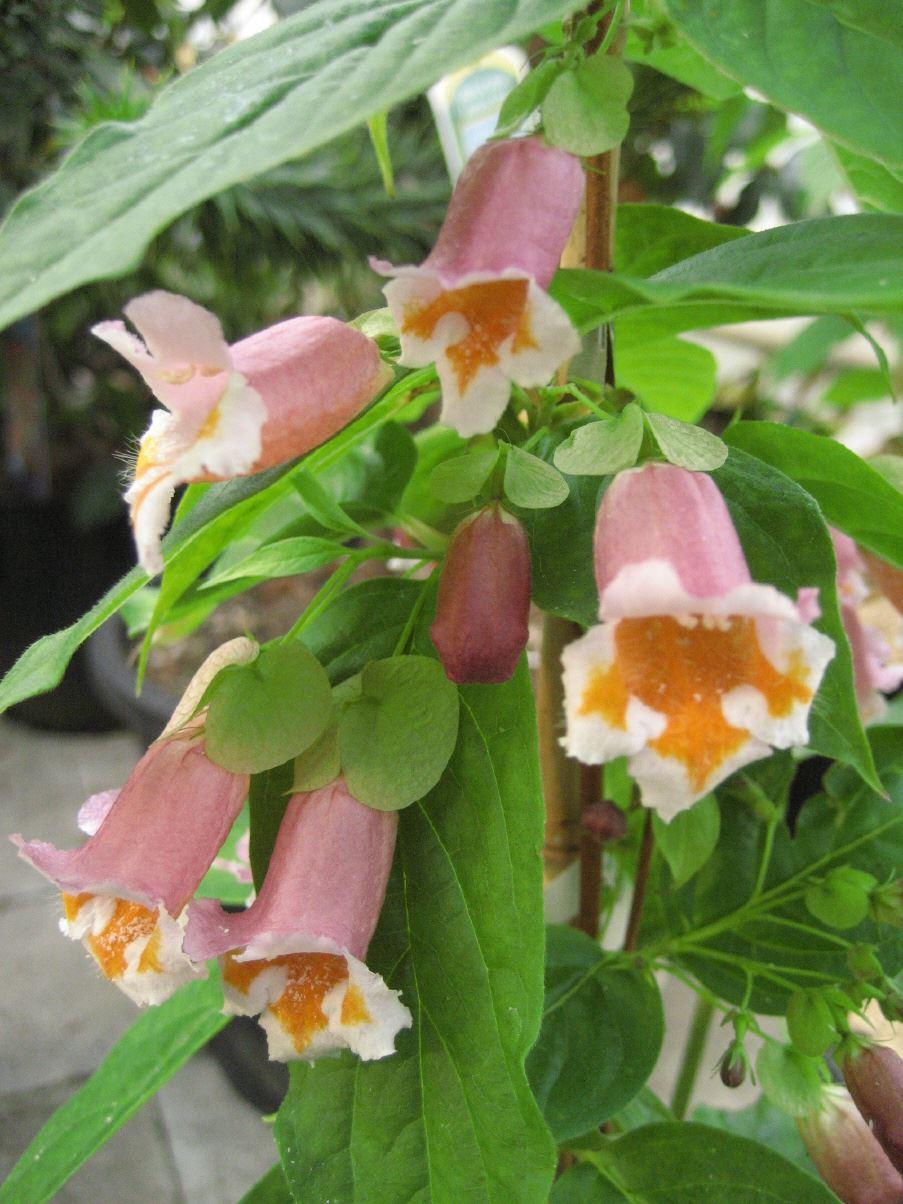 Dipelta ventricosa