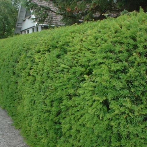 Taxus baccata Eibe