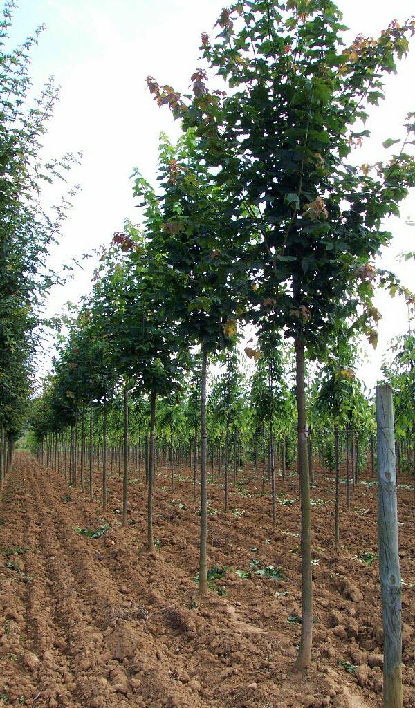 Acer platanoides  