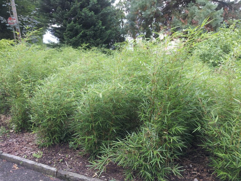 Fargesia Robusta Campbell 
