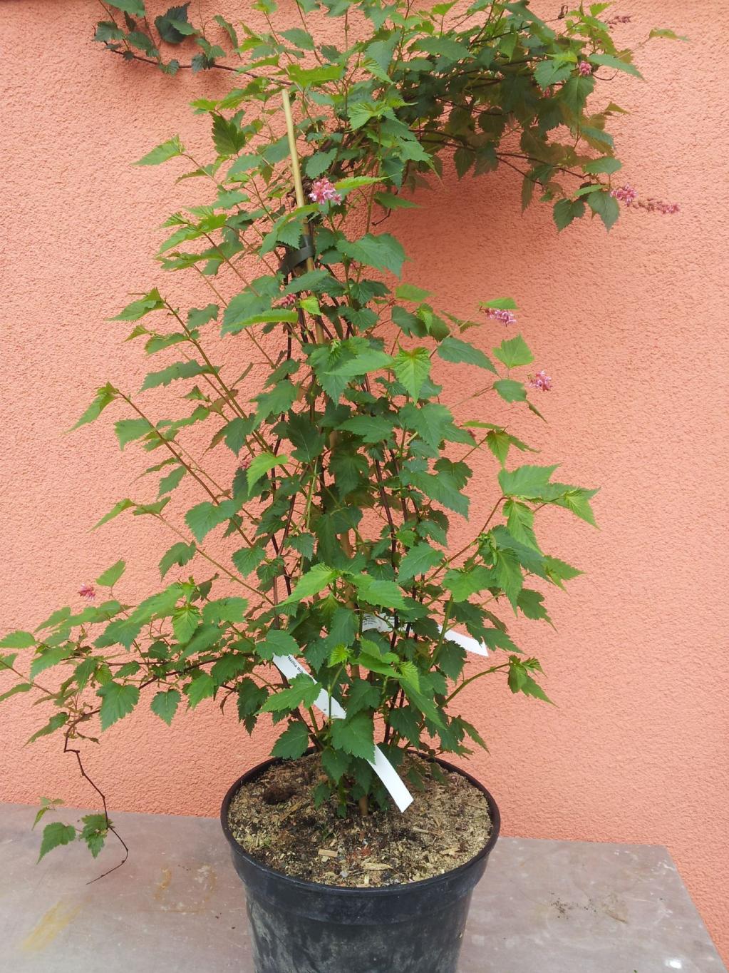 Traubenspiere