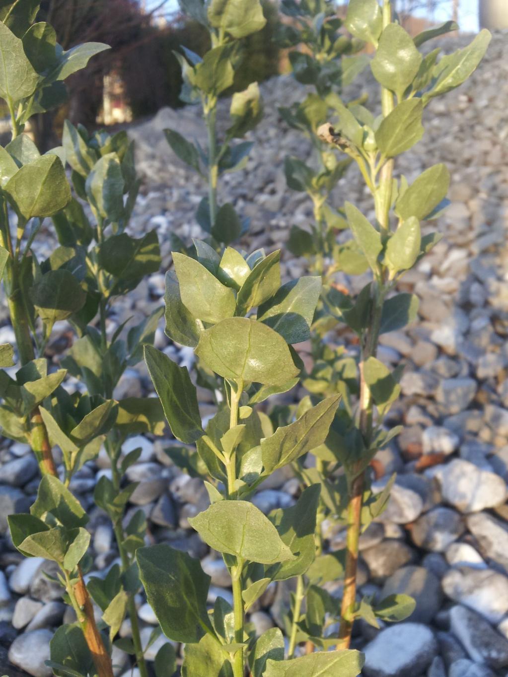 Atriplex halimus