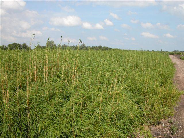 Fargesia murielae 'Super Jumbo'