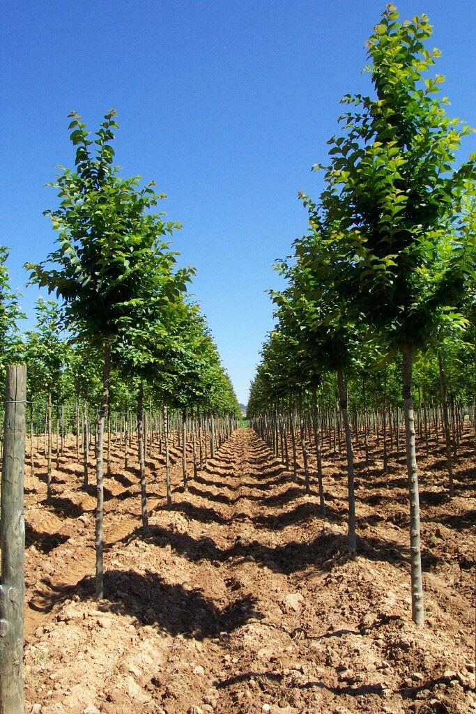 Ulmus lobel
