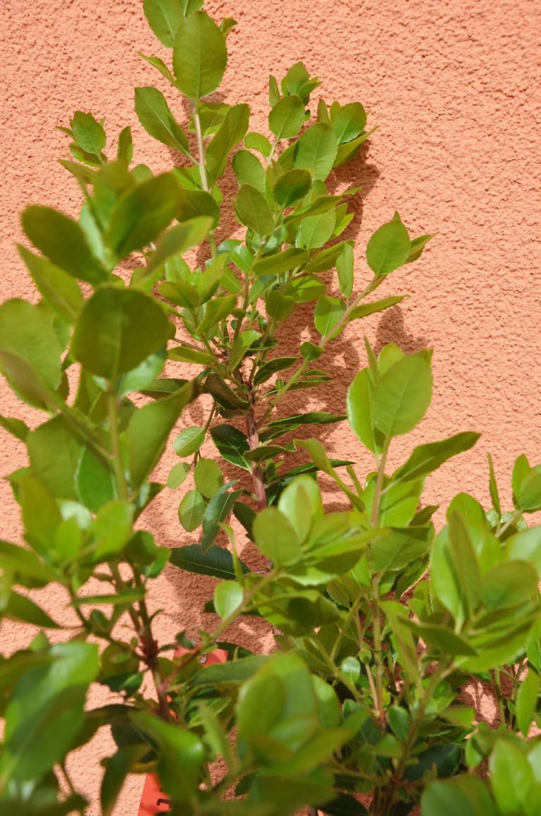 Arbutus unedo 