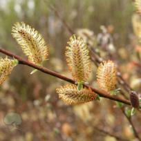 Biodiversität – jede Art zählt/ Bienentrachtpflan