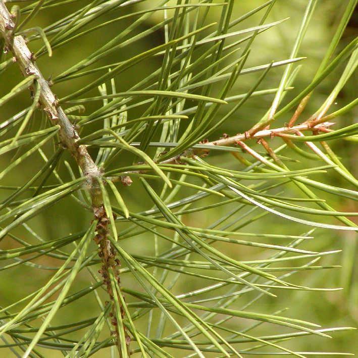 Pinus bungeana