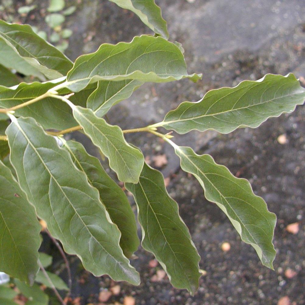 Diospyrus lotus
