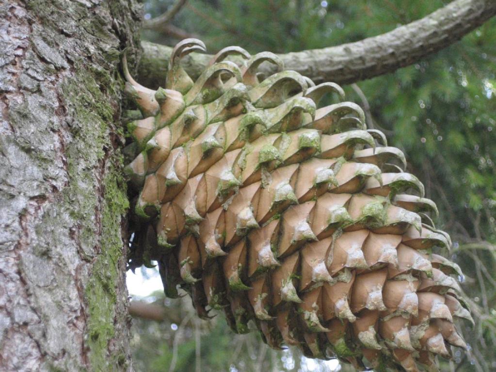 Pinus coulteri