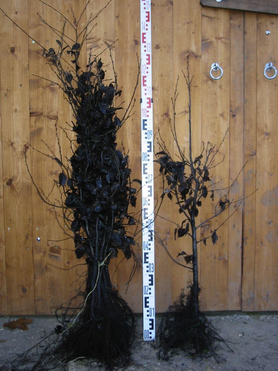 Carpinus