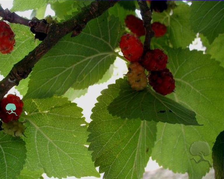 Morus nigra