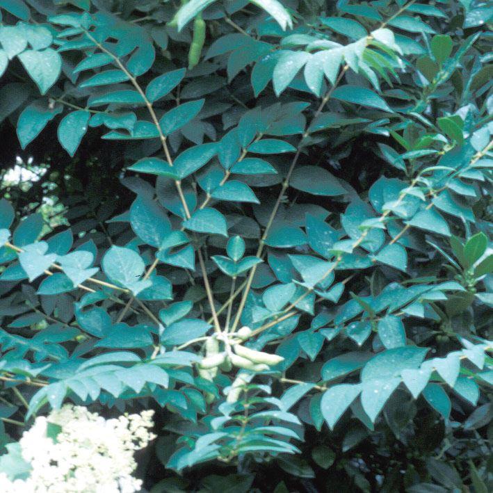 Decaisnea fargesii