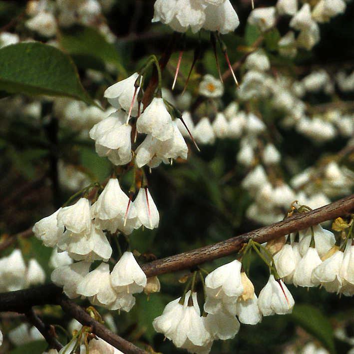 Halesia carolina monticola