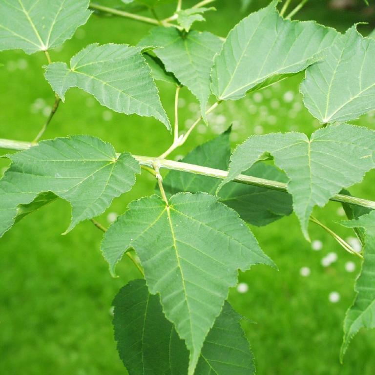 Acer rufinerve