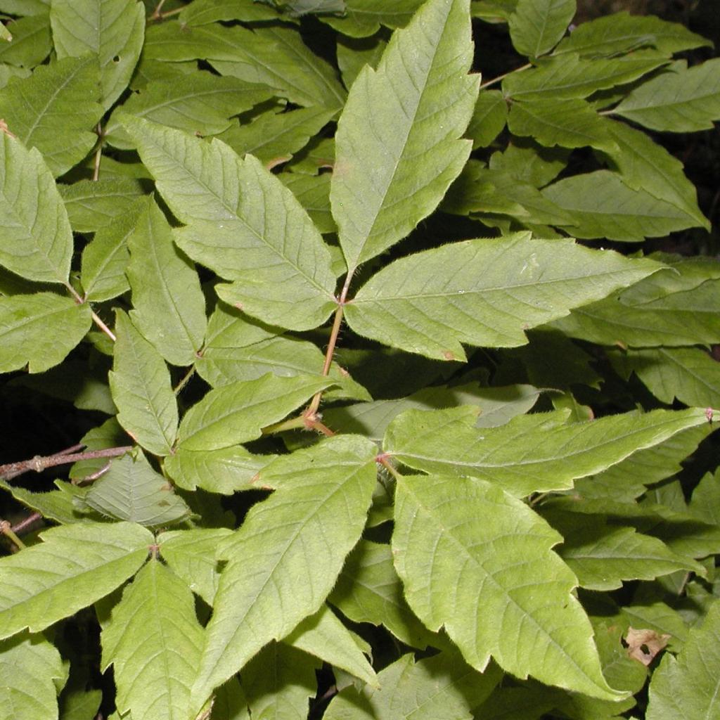 Acer triflorum