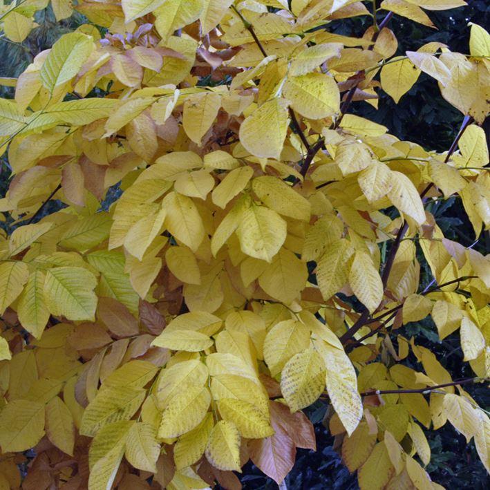 Cladrastis kentukea
