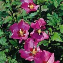 Hibiscus syriacus Woodbridge