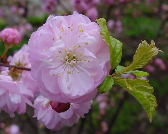 Prunus triloba