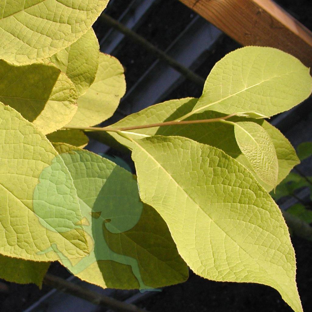 Pterostyrax hispida