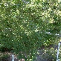 Acer erianthum