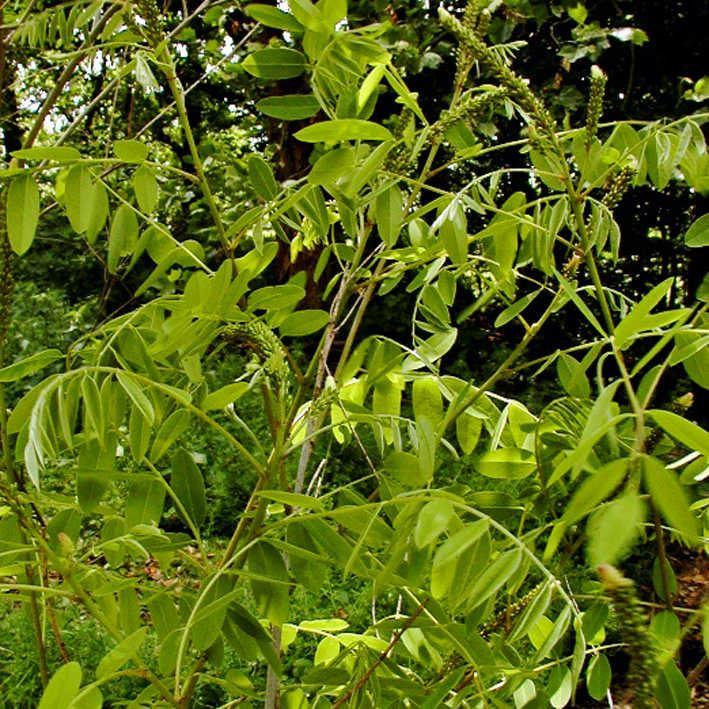 Amorpha fruticosa