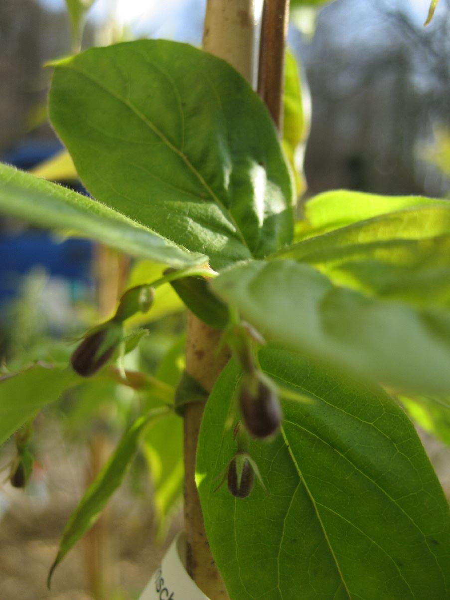 Dipelta ventricosa