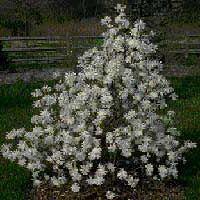 Magnolia stellata
